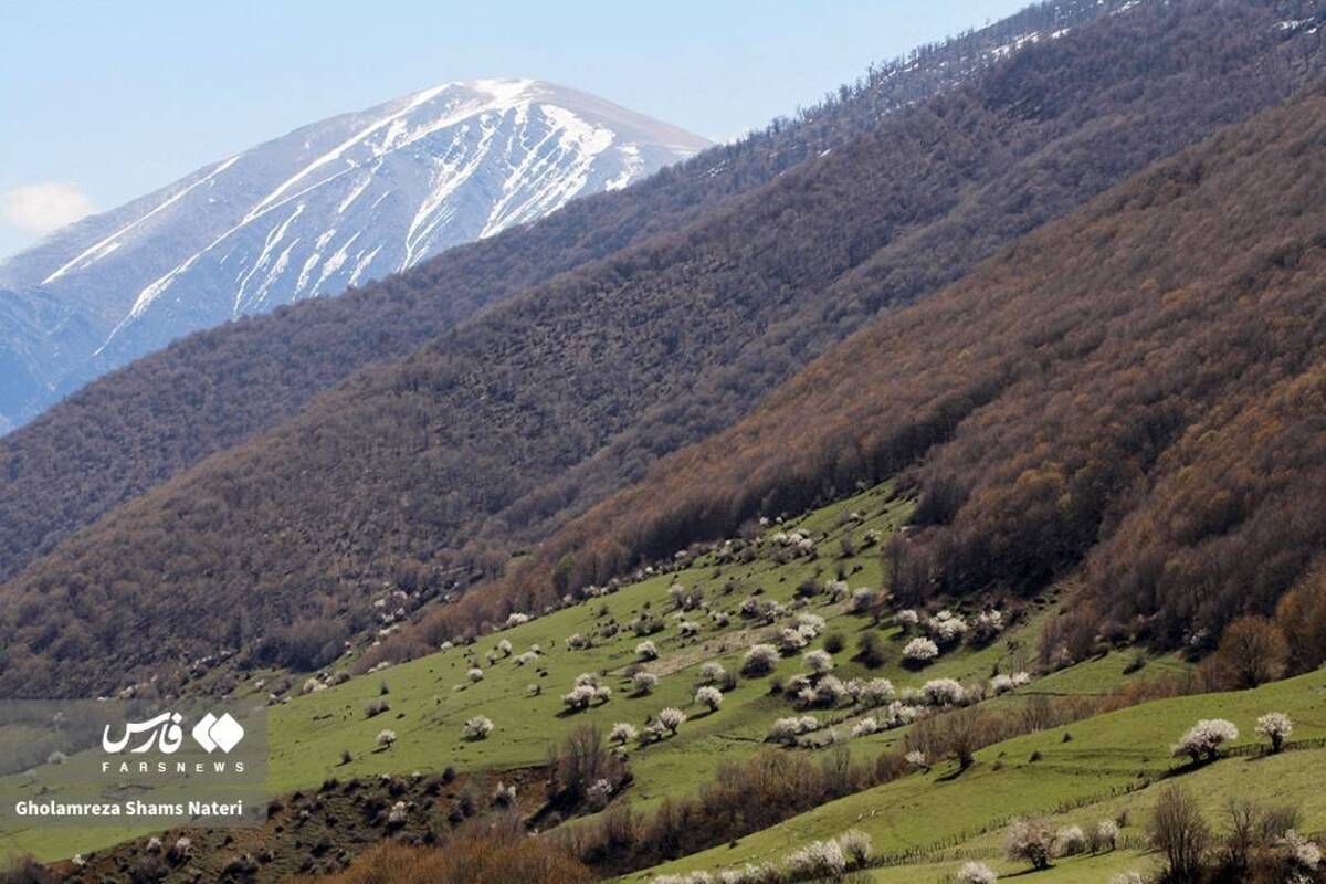  لبخند شکوفه‌های بهاری در کوهستان چالوس 