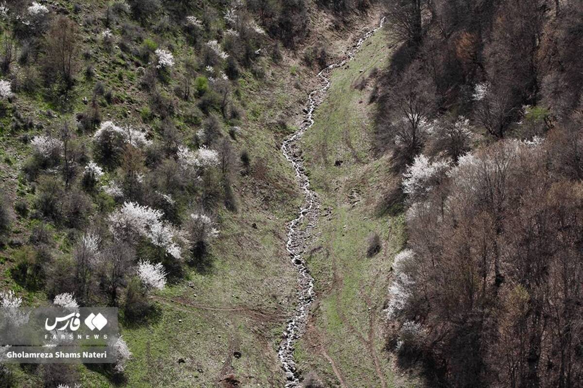  لبخند شکوفه‌های بهاری در کوهستان چالوس 