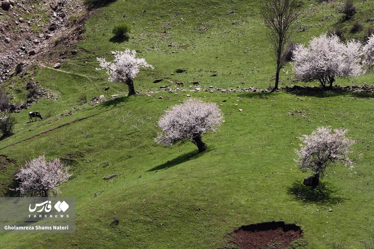  لبخند شکوفه‌های بهاری در کوهستان چالوس 