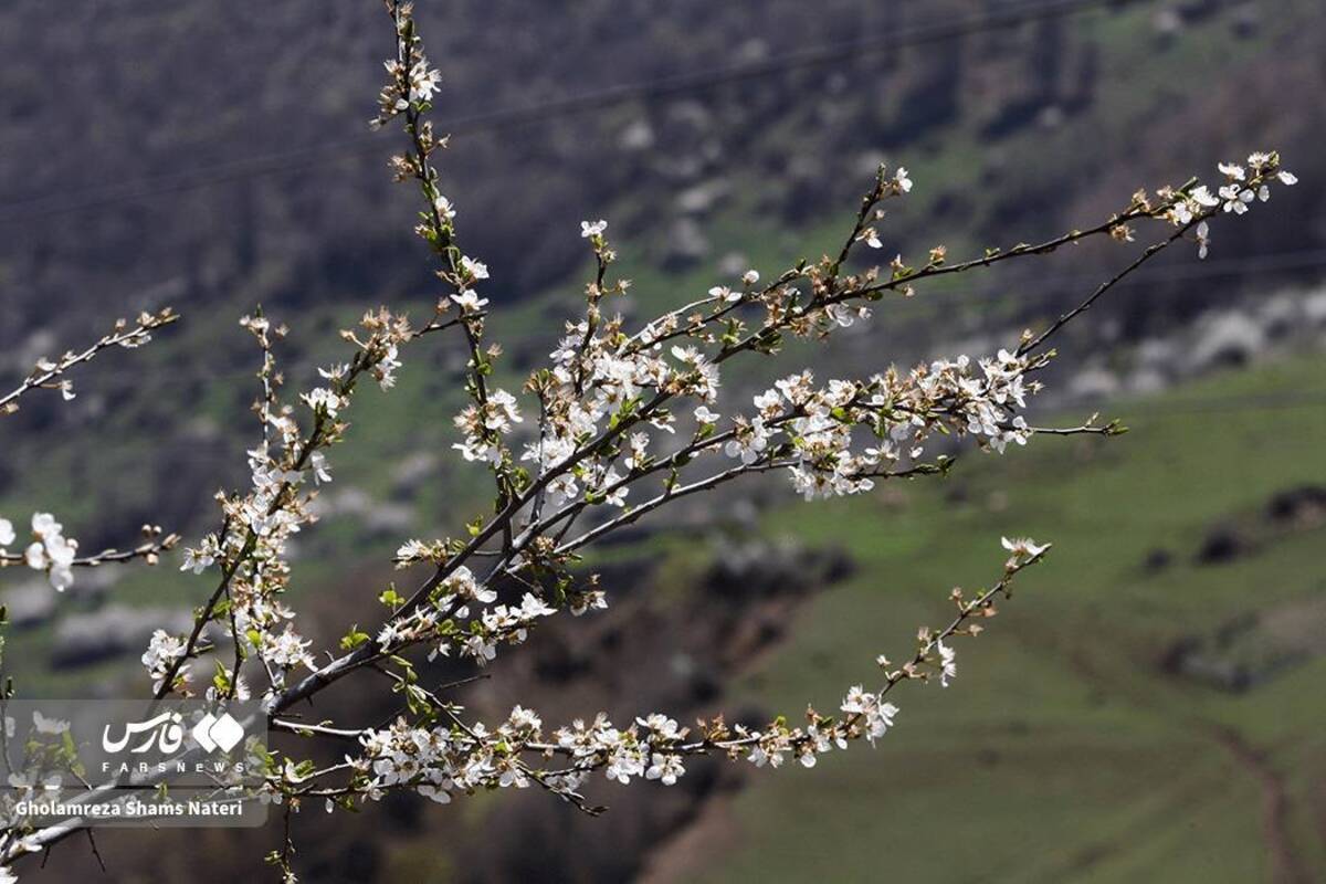  لبخند شکوفه‌های بهاری در کوهستان چالوس 
