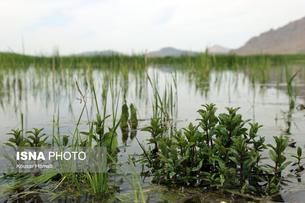 زیبایی‌های طبیعت بهاری تالاب هشیلان کرمانشاه