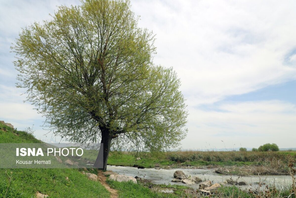 زیبایی‌های طبیعت بهاری تالاب هشیلان کرمانشاه