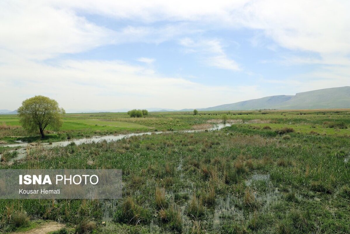 زیبایی‌های طبیعت بهاری تالاب هشیلان کرمانشاه