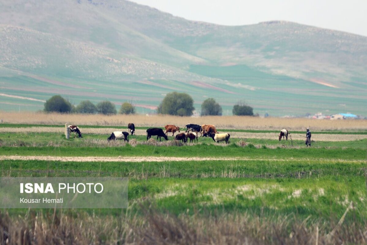 زیبایی‌های طبیعت بهاری تالاب هشیلان کرمانشاه