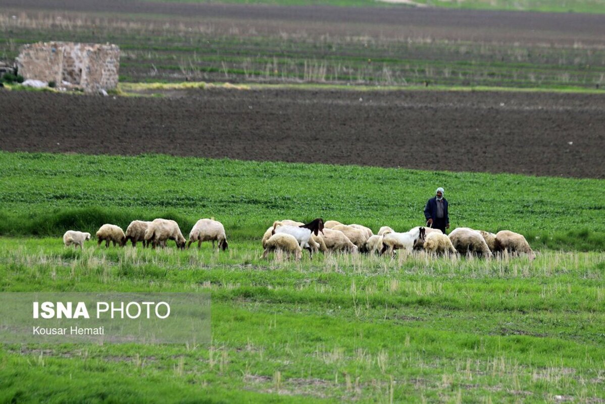 زیبایی‌های طبیعت بهاری تالاب هشیلان کرمانشاه