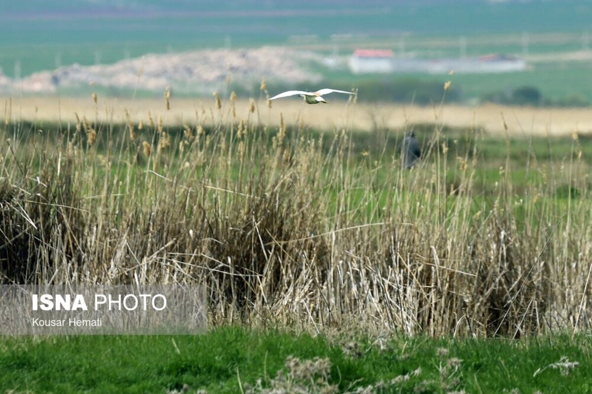 زیبایی‌های طبیعت بهاری تالاب هشیلان کرمانشاه