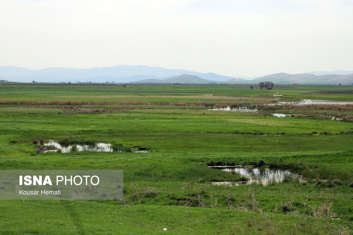 زیبایی‌های طبیعت بهاری تالاب هشیلان کرمانشاه
