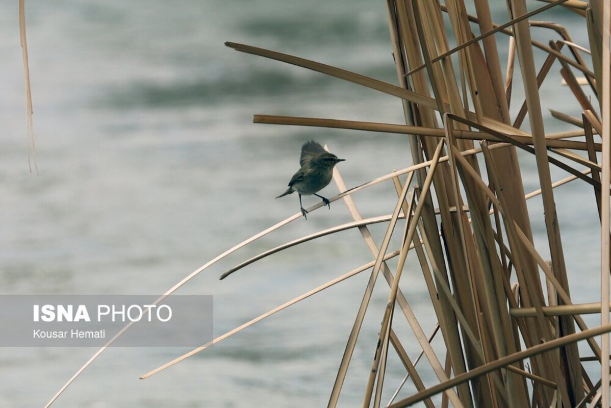 زیبایی‌های طبیعت بهاری تالاب هشیلان کرمانشاه