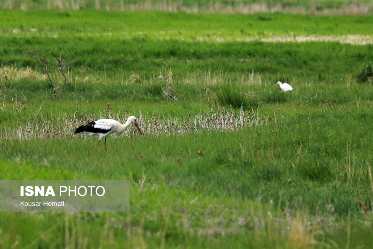 زیبایی‌های طبیعت بهاری تالاب هشیلان کرمانشاه