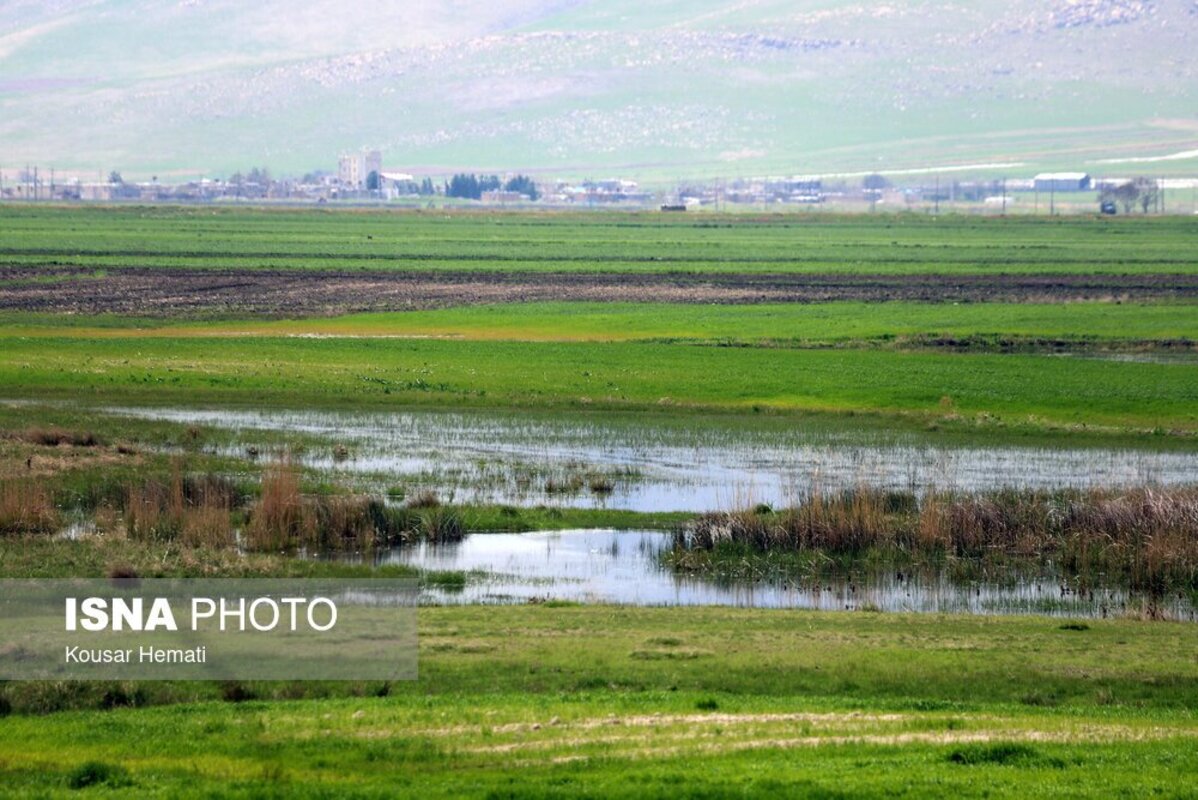 زیبایی‌های طبیعت بهاری تالاب هشیلان کرمانشاه