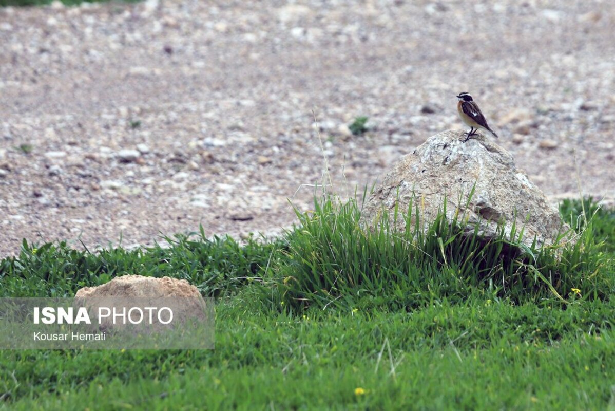زیبایی‌های طبیعت بهاری تالاب هشیلان کرمانشاه