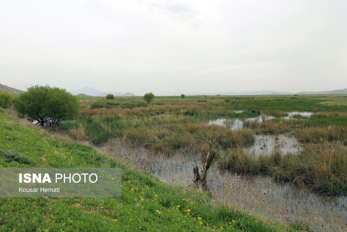 زیبایی‌های طبیعت بهاری تالاب هشیلان کرمانشاه