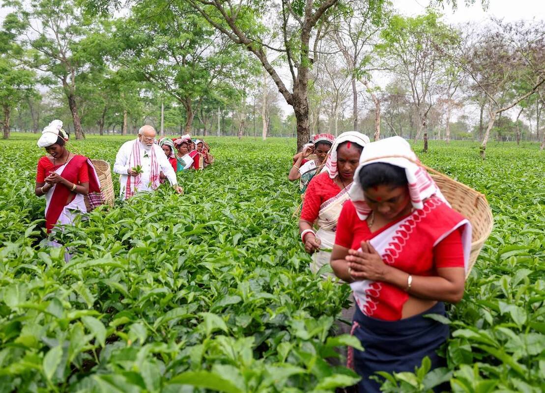 مشارکت نخست‌وزیر هند در برداشت برگ چای 