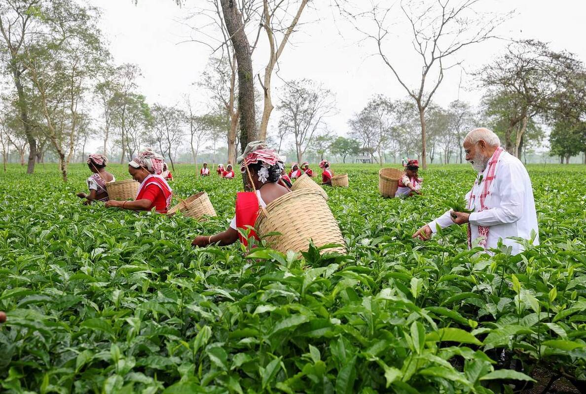 مشارکت نخست‌وزیر هند در برداشت برگ چای 