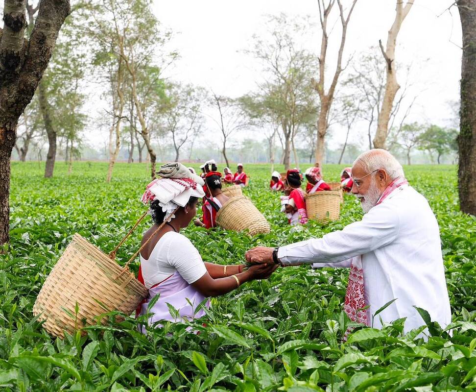 مشارکت نخست‌وزیر هند در برداشت برگ چای 
