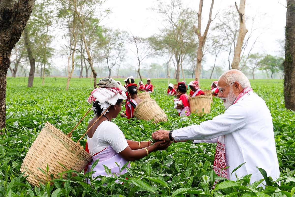 مشارکت نخست‌وزیر هند در برداشت برگ چای 