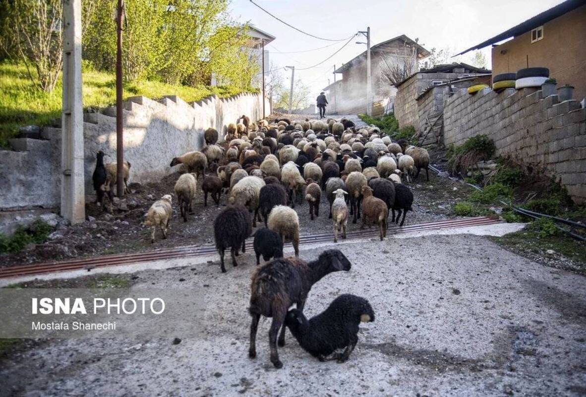 روستای زیبای شانه‌تراش جایی میان مه و کوه