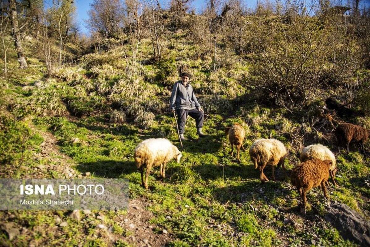 روستای زیبای شانه‌تراش جایی میان مه و کوه