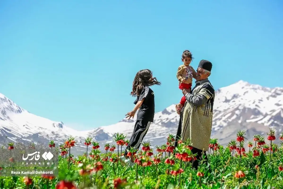 رخ نمایی لاله‌های واژگون در کوهرنگ چهارمحال و بختیاری