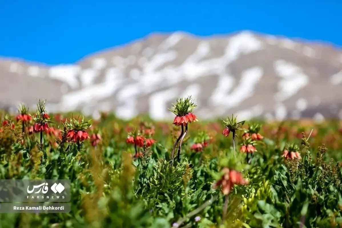 رخ نمایی لاله‌های واژگون در کوهرنگ چهارمحال و بختیاری