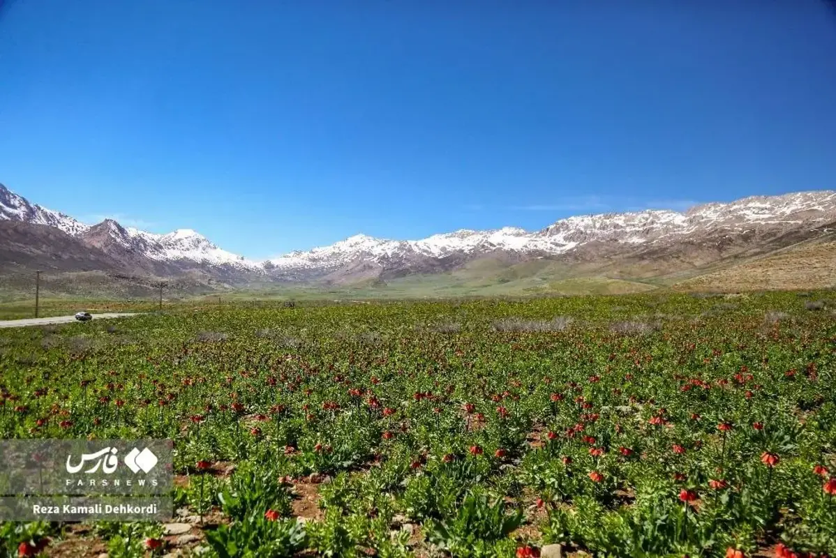 رخ نمایی لاله‌های واژگون در کوهرنگ چهارمحال و بختیاری