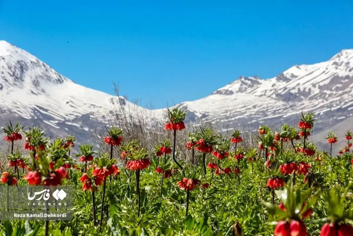 رخ نمایی لاله‌های واژگون در کوهرنگ چهارمحال و بختیاری