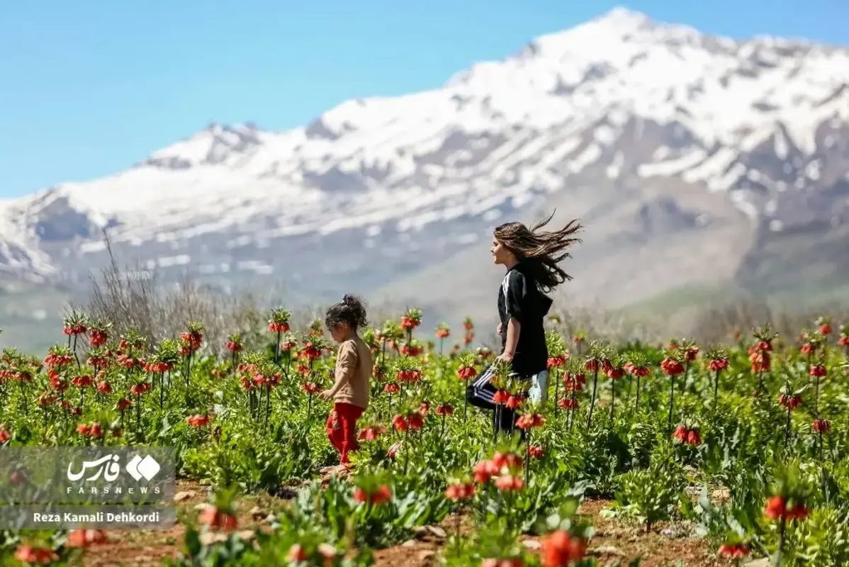 رخ نمایی لاله‌های واژگون در کوهرنگ چهارمحال و بختیاری