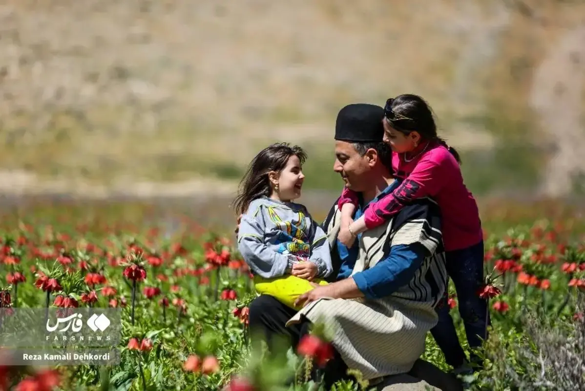 رخ نمایی لاله‌های واژگون در کوهرنگ چهارمحال و بختیاری