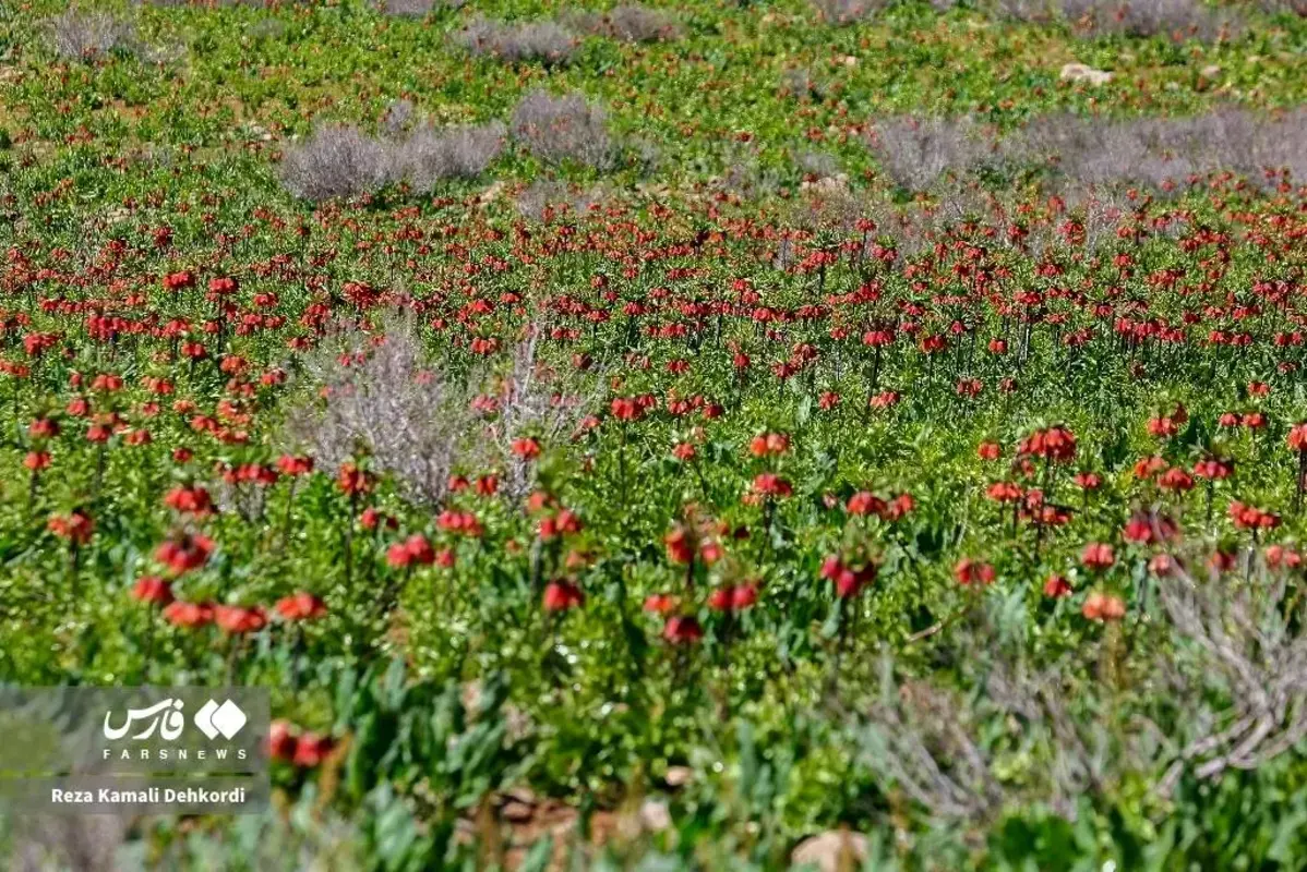 رخ نمایی لاله‌های واژگون در کوهرنگ چهارمحال و بختیاری