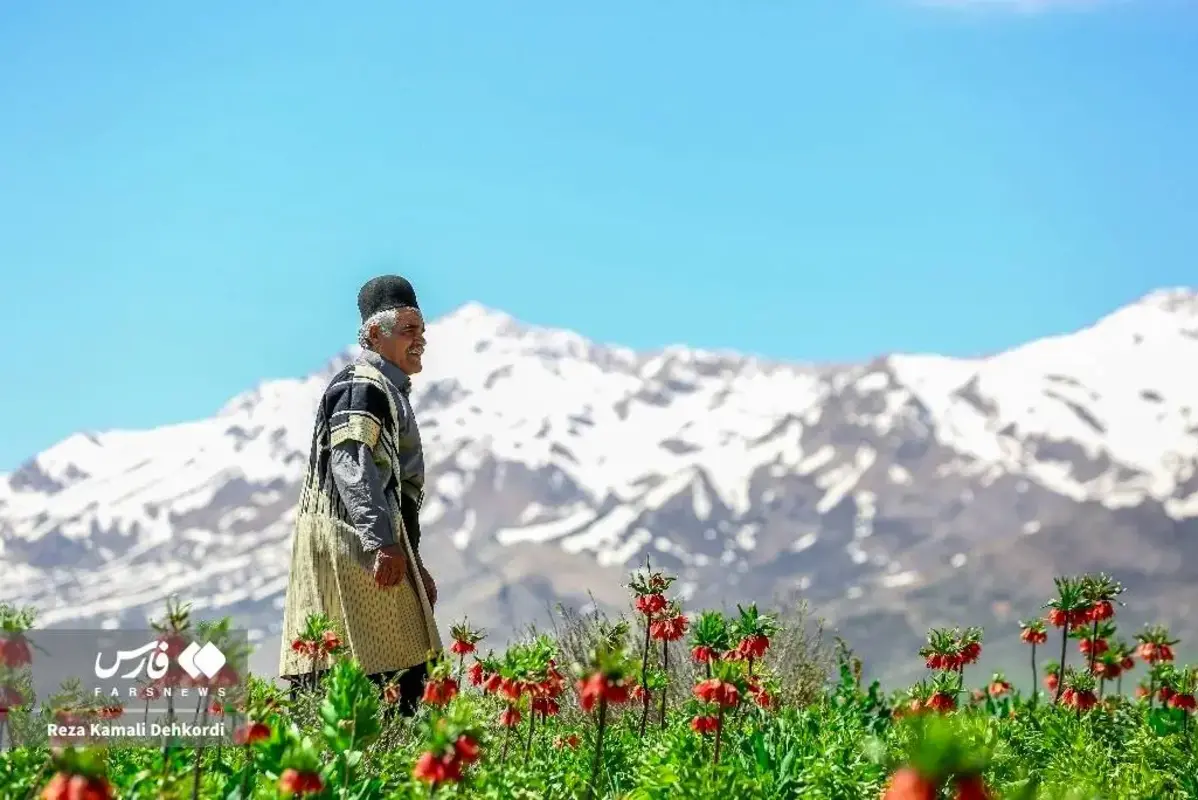 رخ نمایی لاله‌های واژگون در کوهرنگ چهارمحال و بختیاری