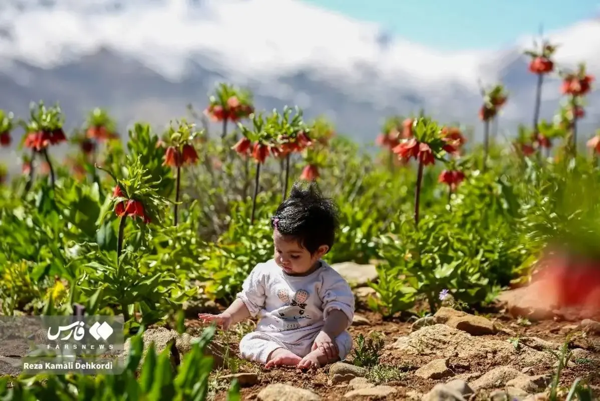 رخ نمایی لاله‌های واژگون در کوهرنگ چهارمحال و بختیاری