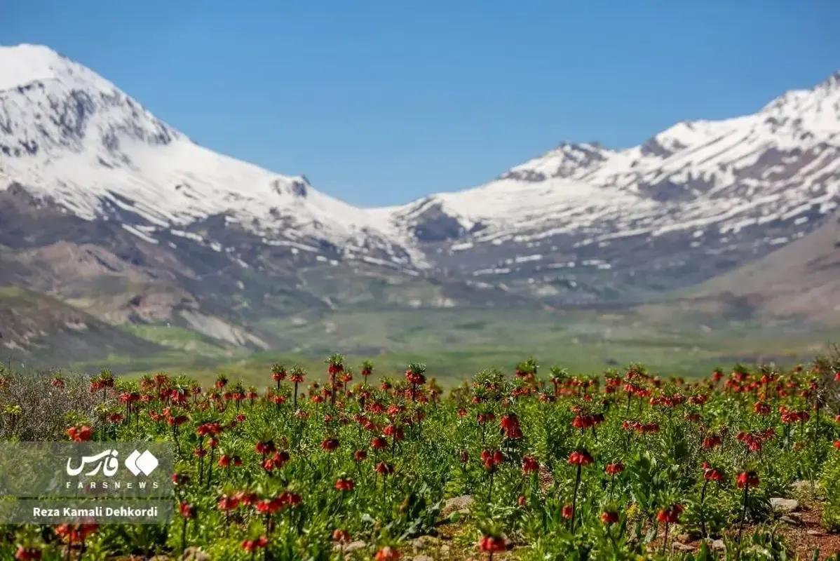 رخ نمایی لاله‌های واژگون در کوهرنگ چهارمحال و بختیاری