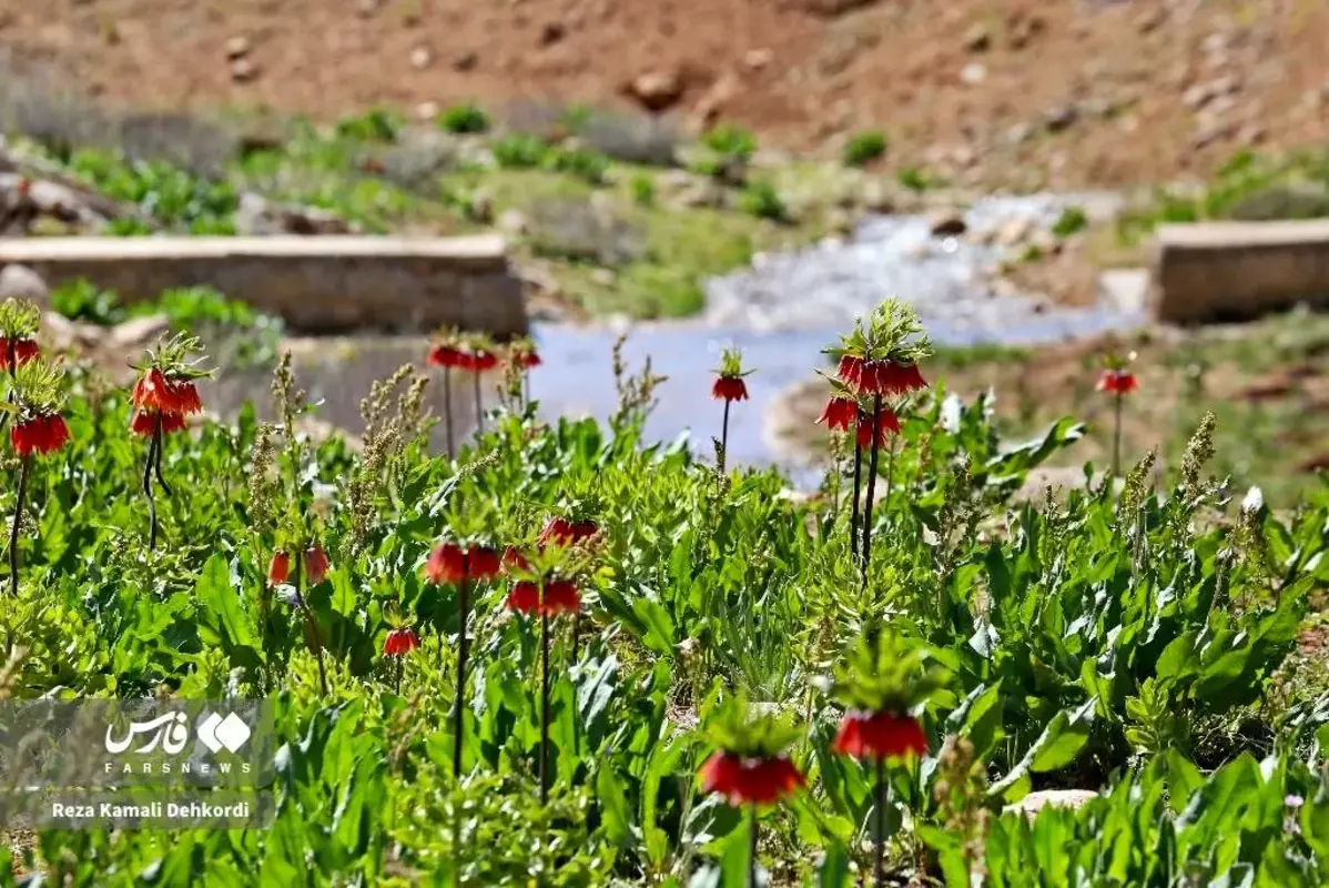 رخ نمایی لاله‌های واژگون در کوهرنگ چهارمحال و بختیاری