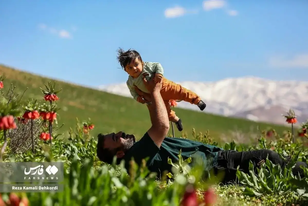 رخ نمایی لاله‌های واژگون در کوهرنگ چهارمحال و بختیاری