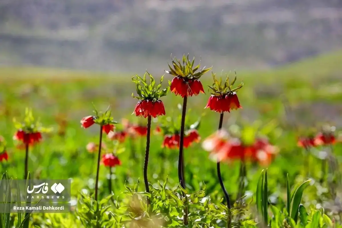 رخ نمایی لاله‌های واژگون در کوهرنگ چهارمحال و بختیاری