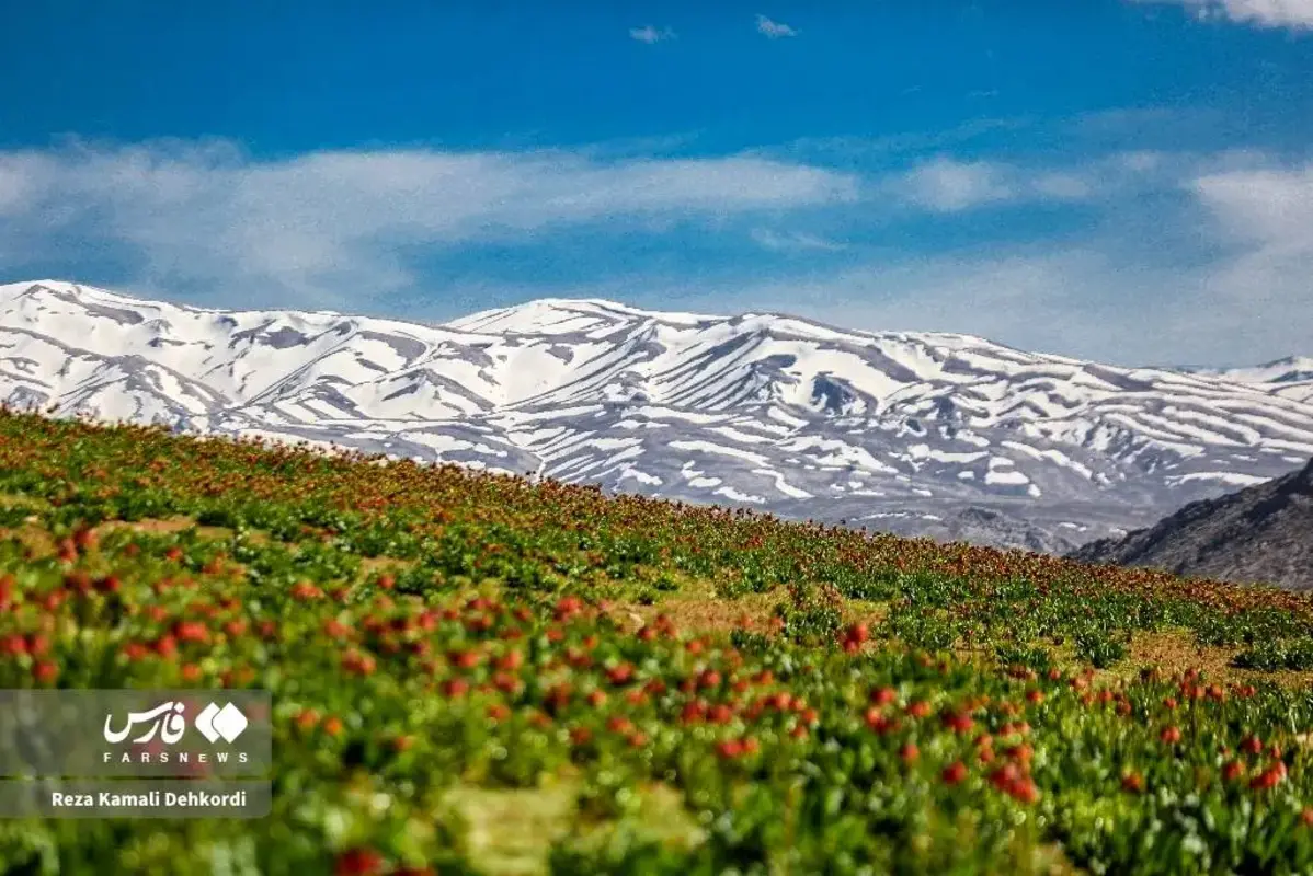 رخ نمایی لاله‌های واژگون در کوهرنگ چهارمحال و بختیاری