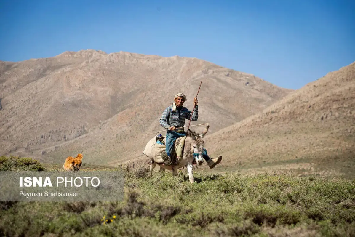 آغاز کوچ عشایر ایل قشقایی به ییلاقات