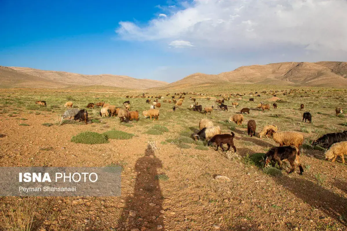 آغاز کوچ عشایر ایل قشقایی به ییلاقات