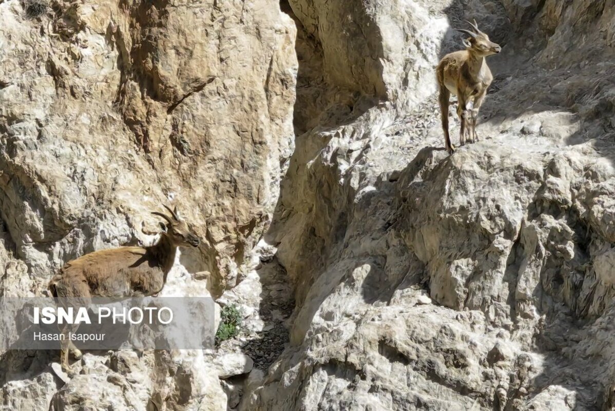 محیط بانان منطقه حفاظت شده سرتنگه سوادکوه