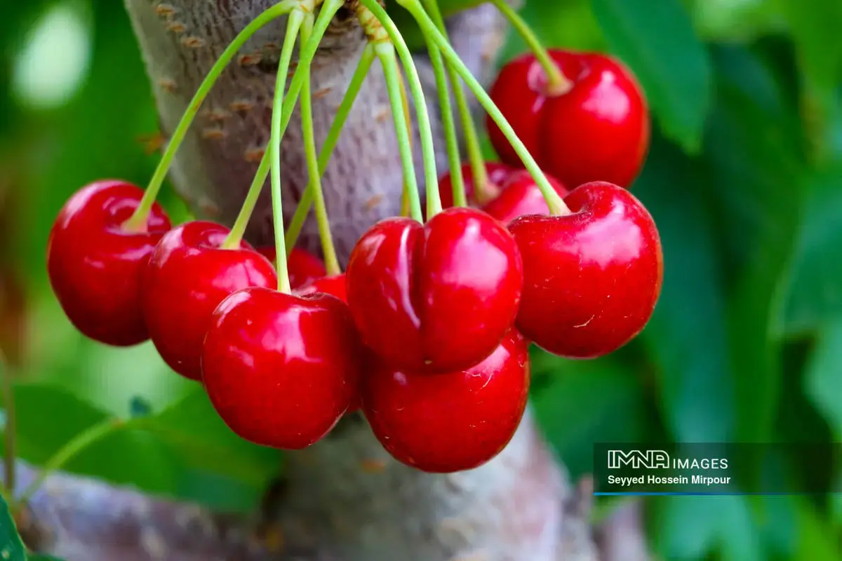  برداشت گیلاس و آلبالو از باغات مشهد 