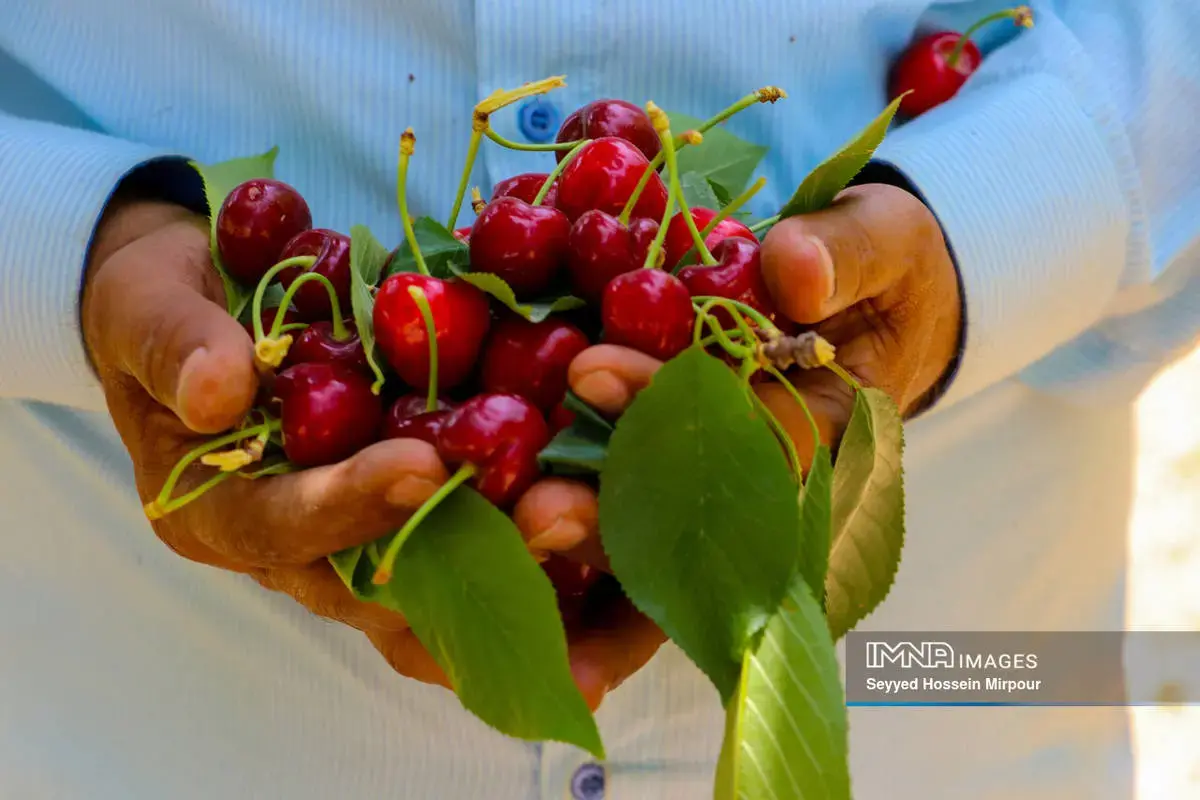  برداشت گیلاس و آلبالو از باغات مشهد 