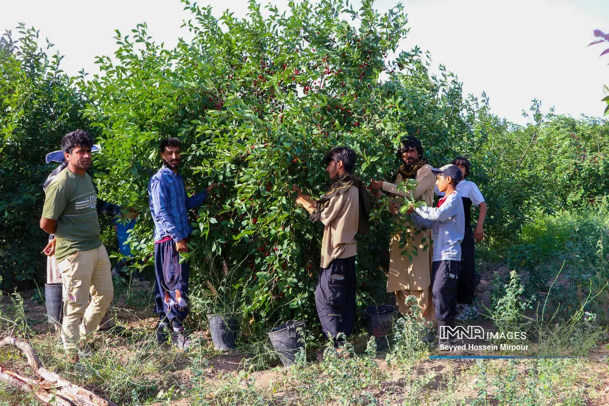  برداشت گیلاس و آلبالو از باغات مشهد 
