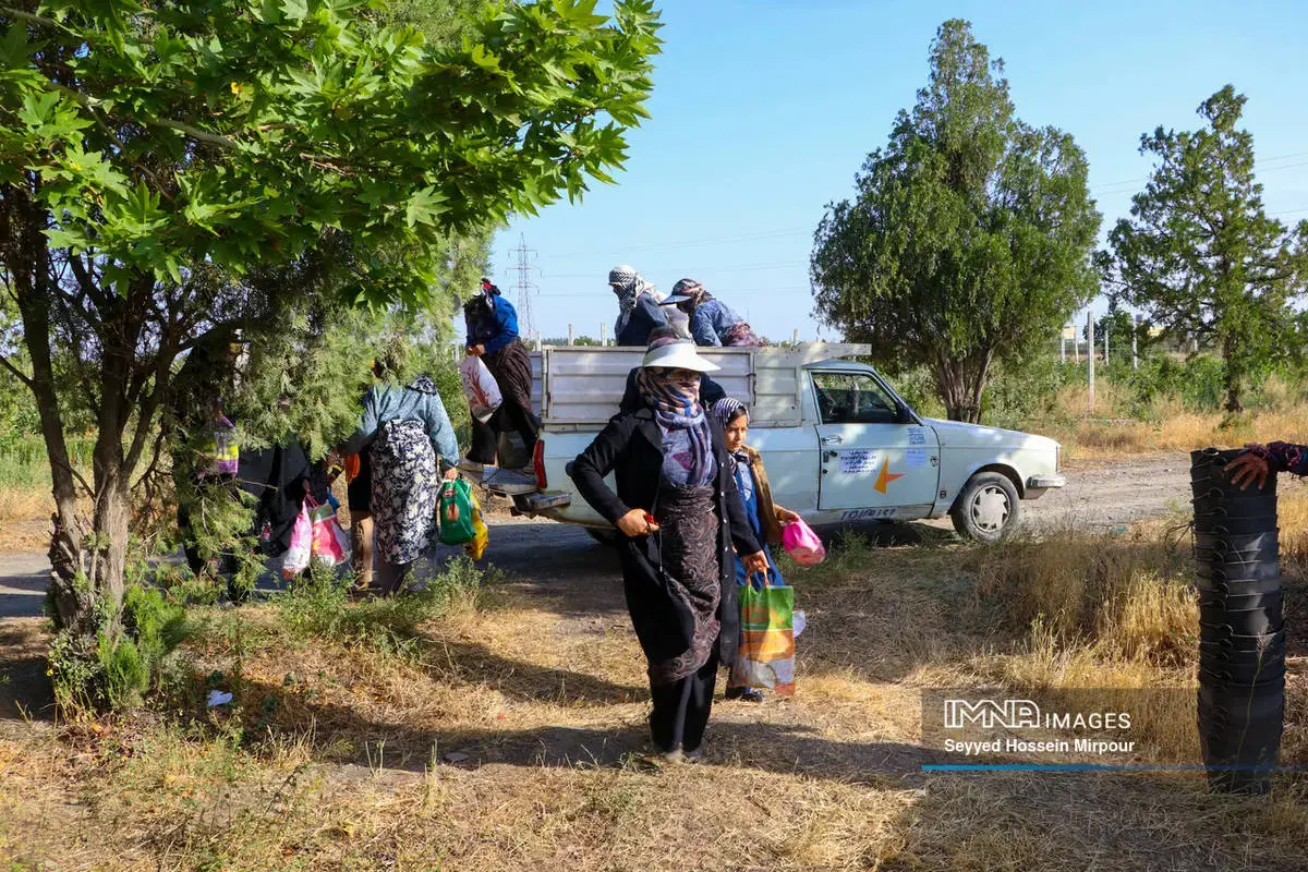  برداشت گیلاس و آلبالو از باغات مشهد 