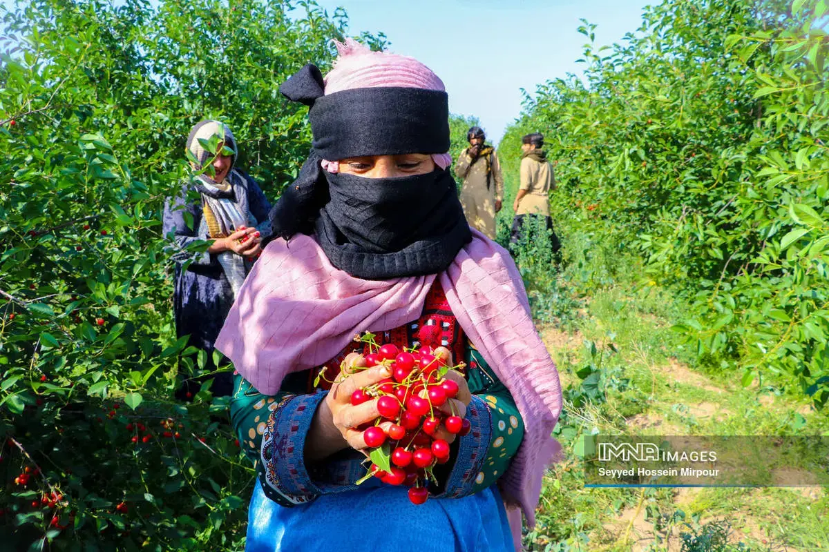  برداشت گیلاس و آلبالو از باغات مشهد 