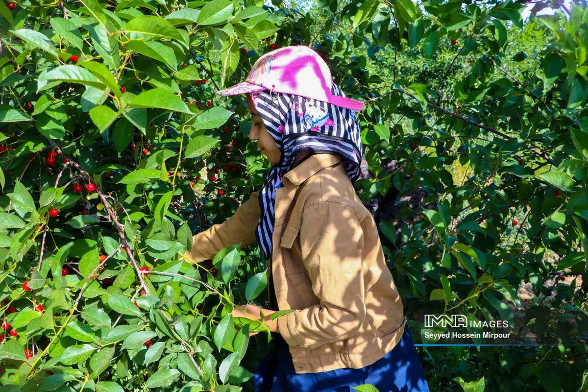  برداشت گیلاس و آلبالو از باغات مشهد 
