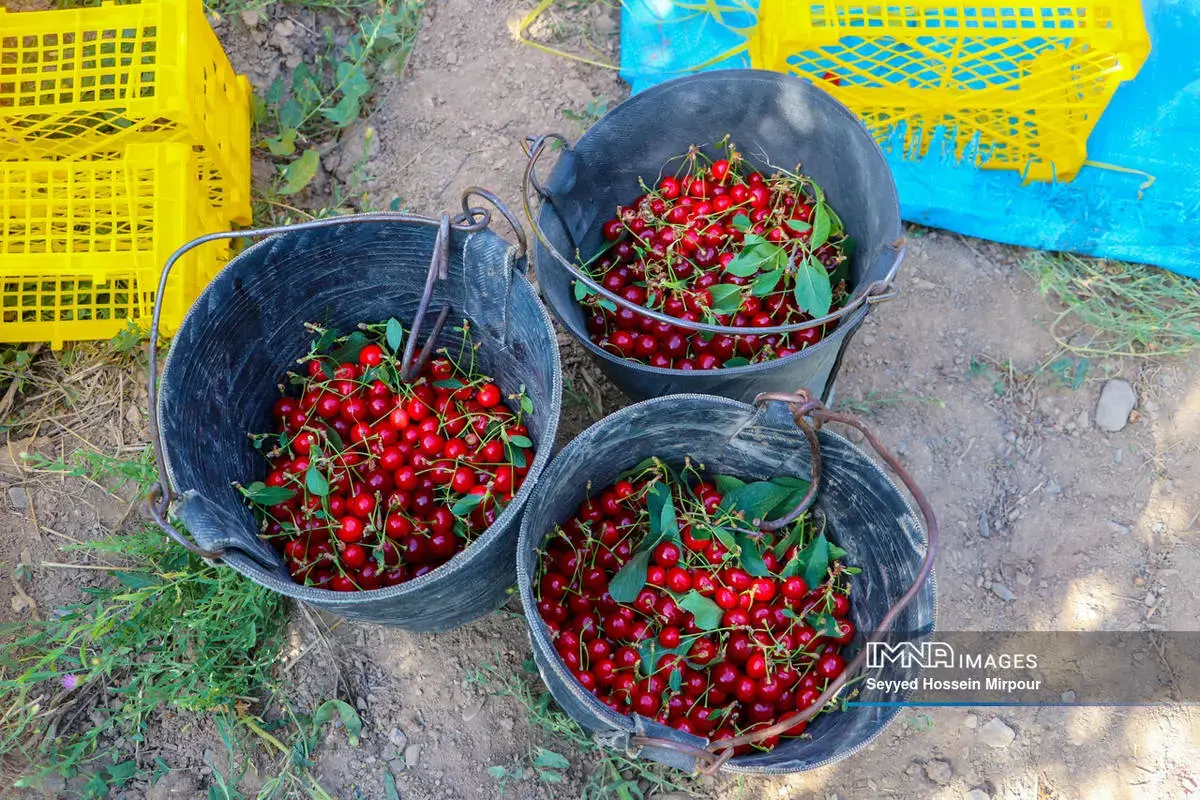  برداشت گیلاس و آلبالو از باغات مشهد 