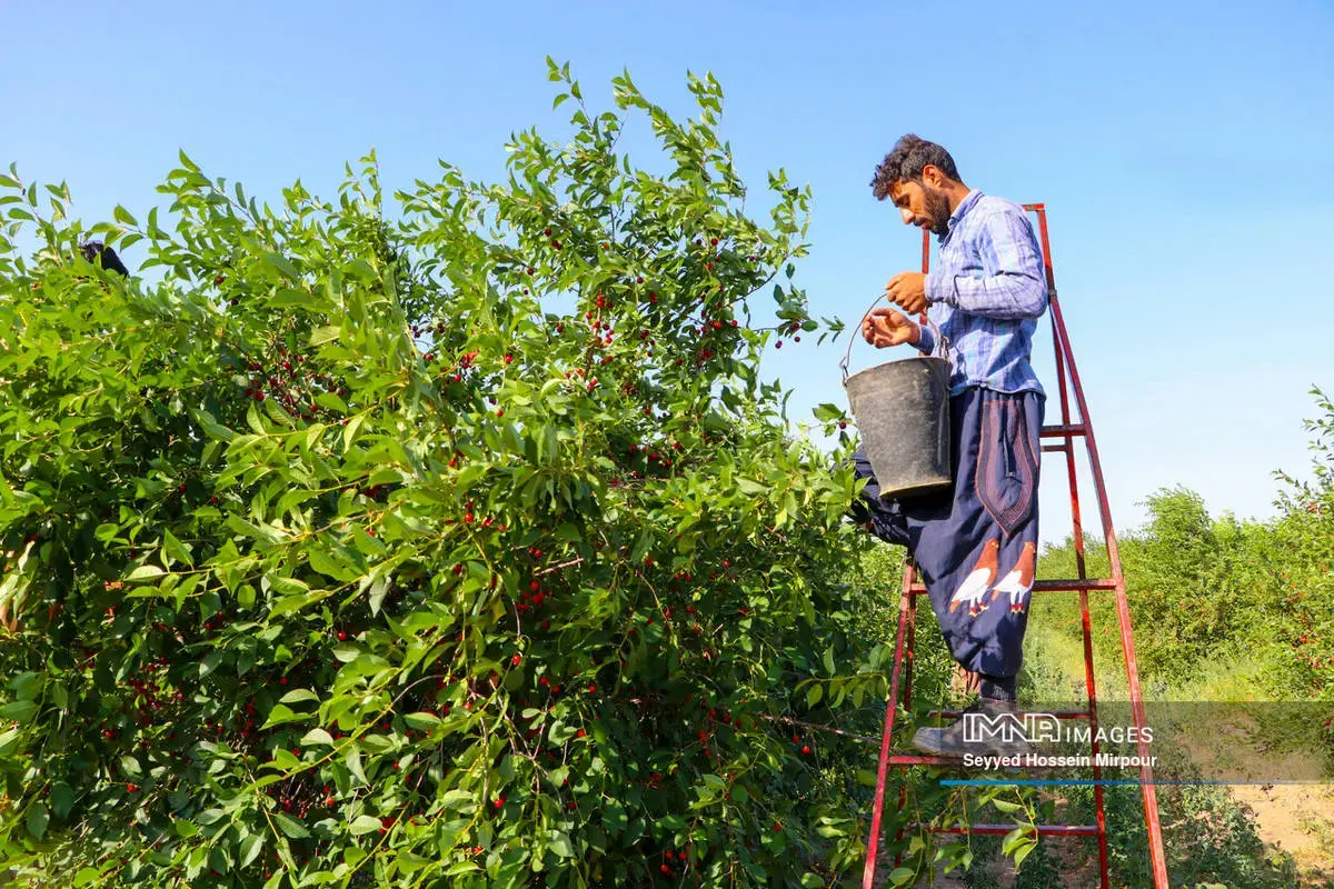  برداشت گیلاس و آلبالو از باغات مشهد 