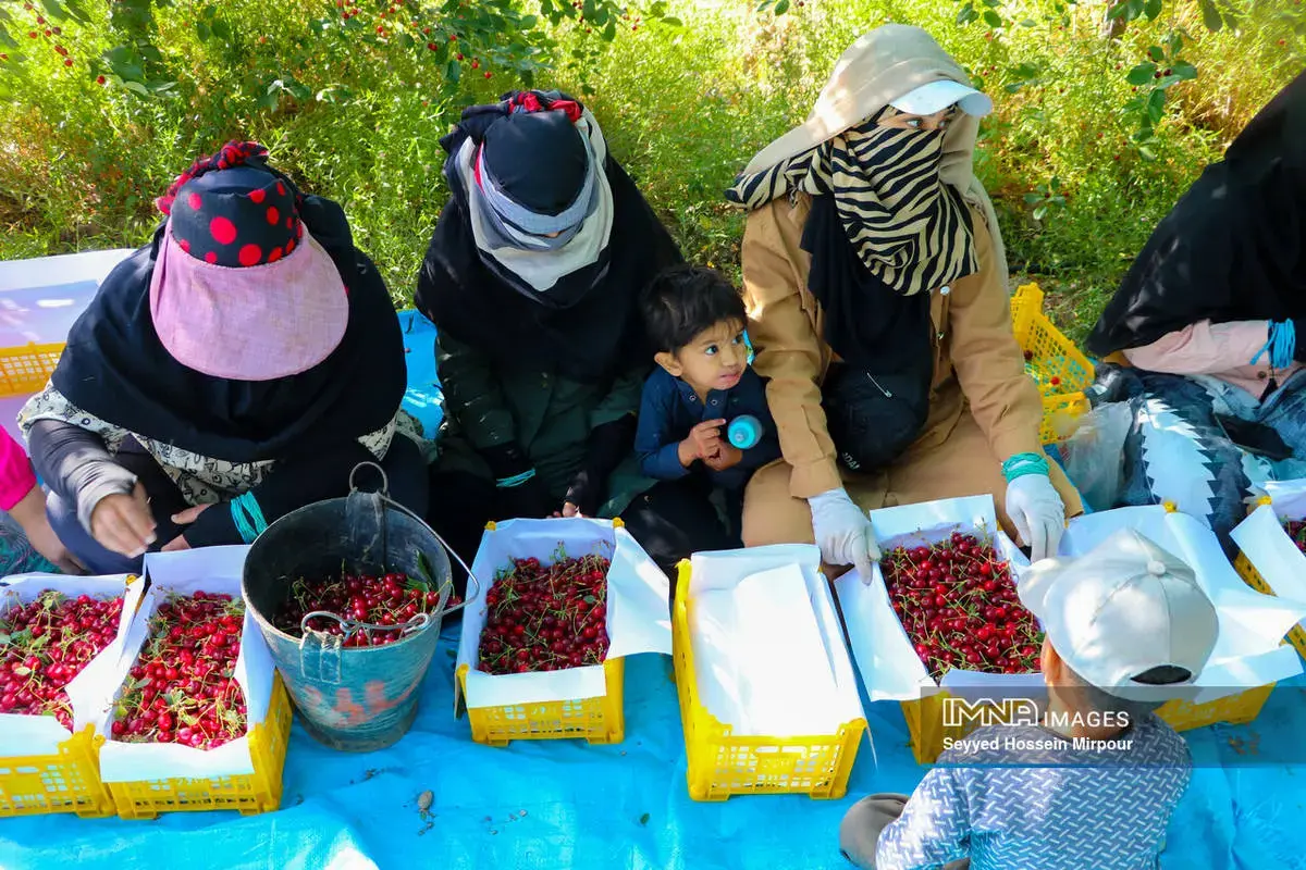  برداشت گیلاس و آلبالو از باغات مشهد 