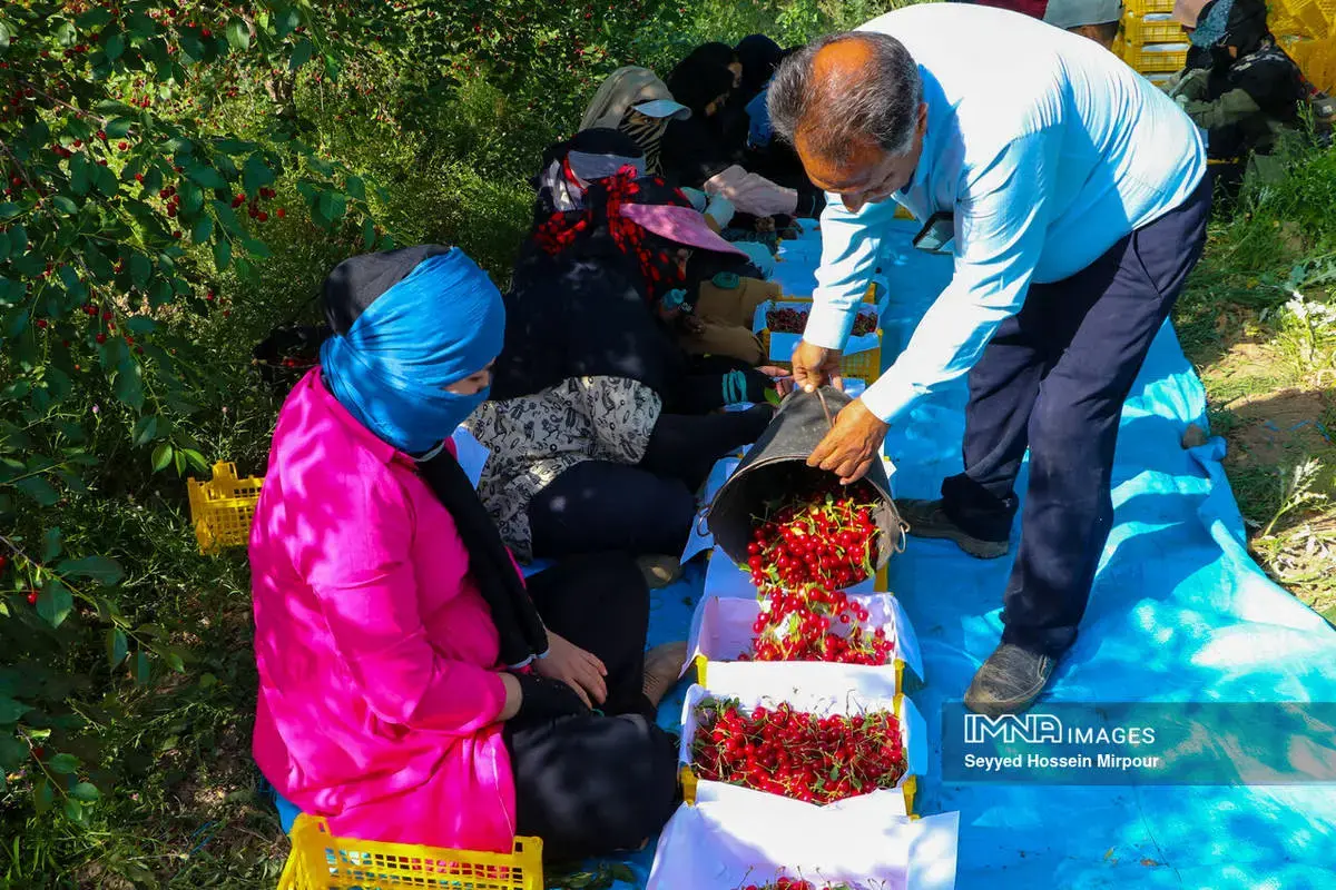  برداشت گیلاس و آلبالو از باغات مشهد 
