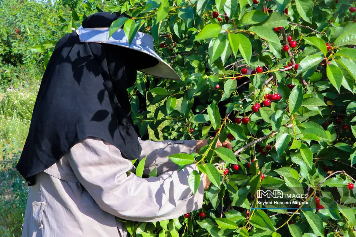  برداشت گیلاس و آلبالو از باغات مشهد 